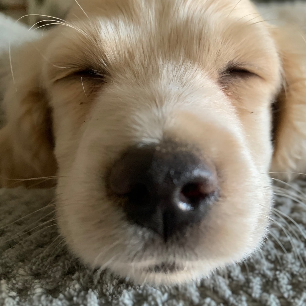 Meet your Posher, Callie